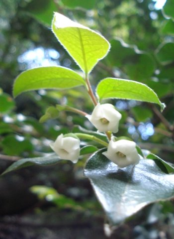 Diospyros whyteana male flowers